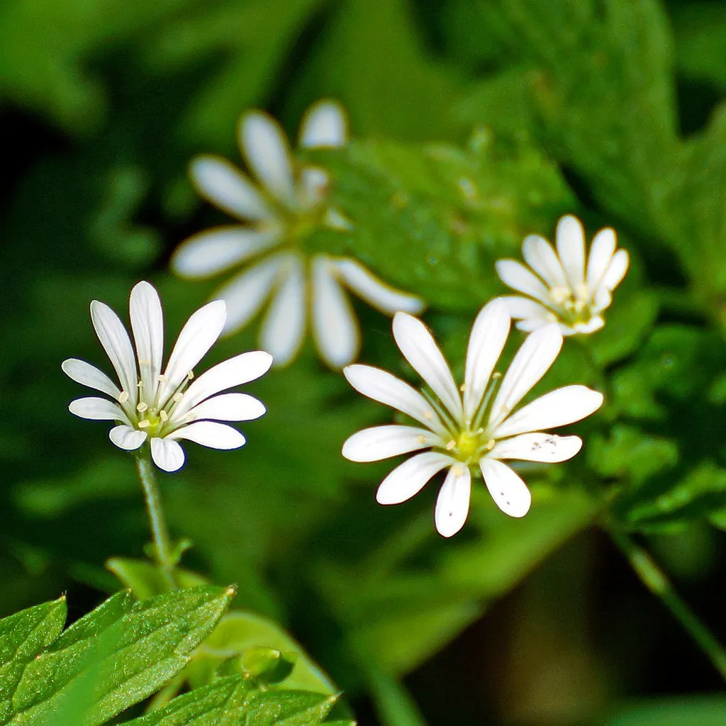 Звездчатка (мокрица)