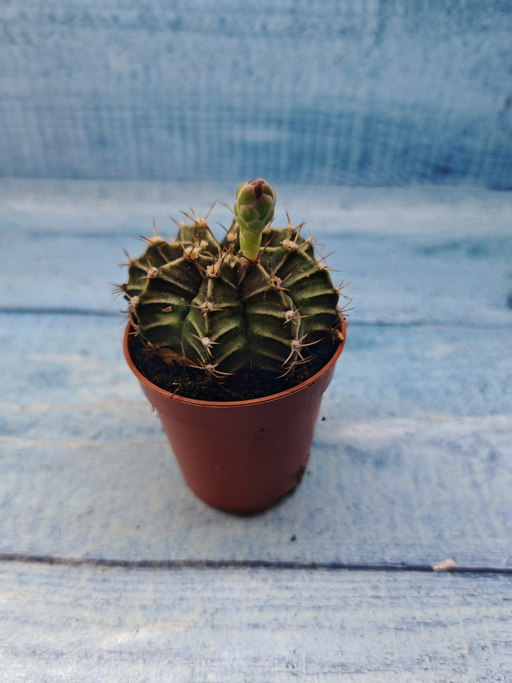 Gymnocalycium Friedrichii (Гимнокалициум)