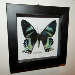 Бабочка Алцидес в рамке