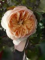 Роза чайно-гибридная Сурир дю Хавр