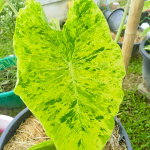 Колоказия PHA NAMTHIP