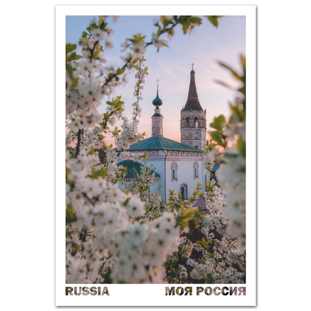 Цветёт вишня. Суздаль, Владимирская область