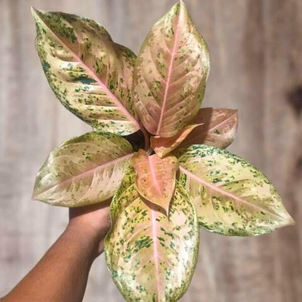 Аглаонема ORANGE GOLDSTAR