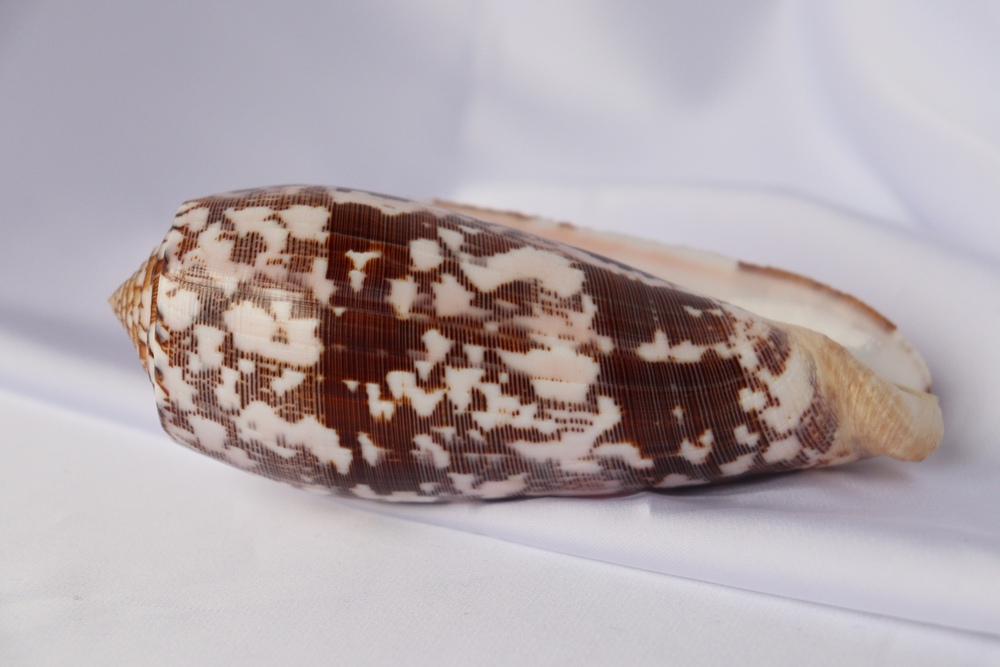 Конус Стриатус (Conus striatus), 12,5см, 1шт