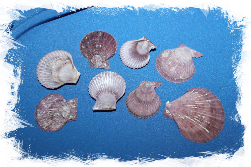 Фиолетовые морские ракушки