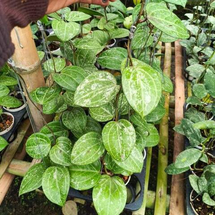 Хойя SARAWAK SPLASH