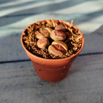 Lithops sp. (Литопсы)