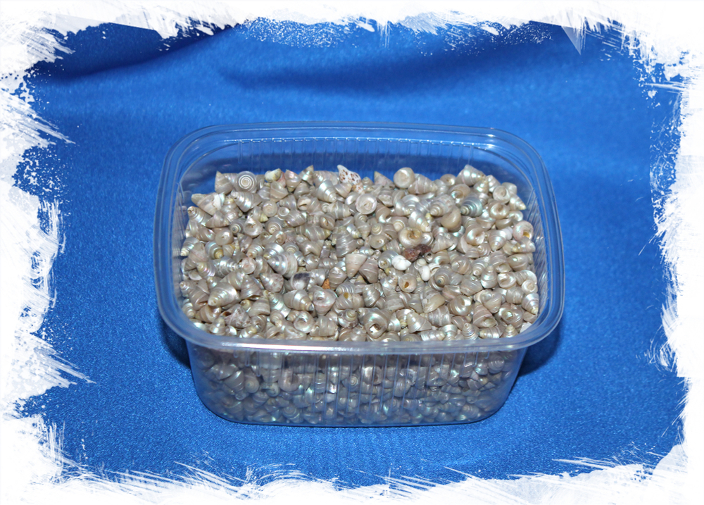 Мелкие перламутровые ракушки