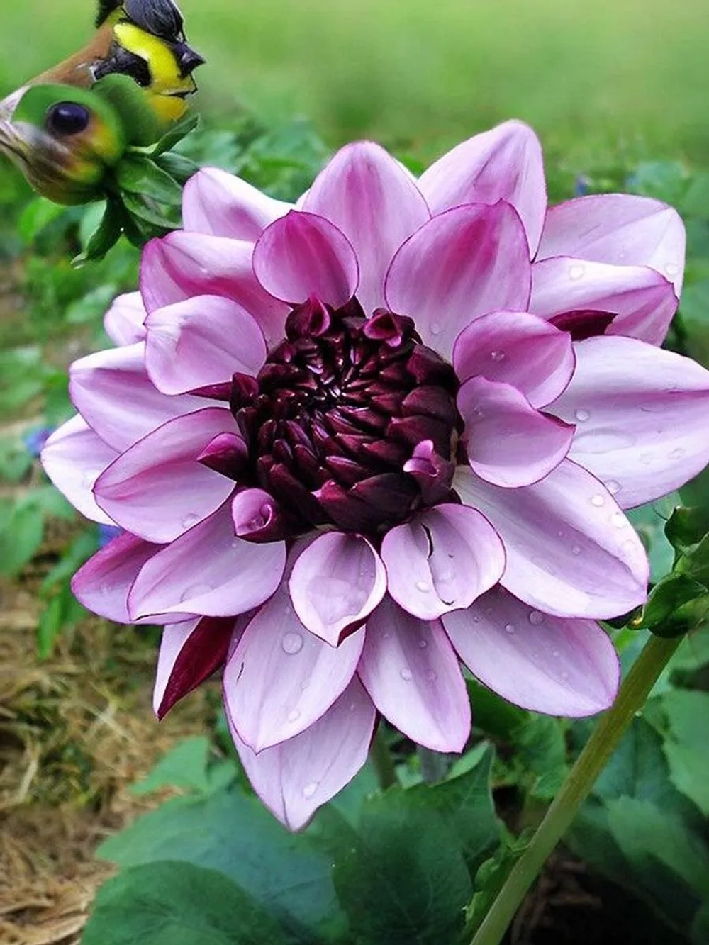 Георгин декоративный Крем де Кассис