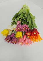 Тюльпаны лилиецветные / Арт 2524