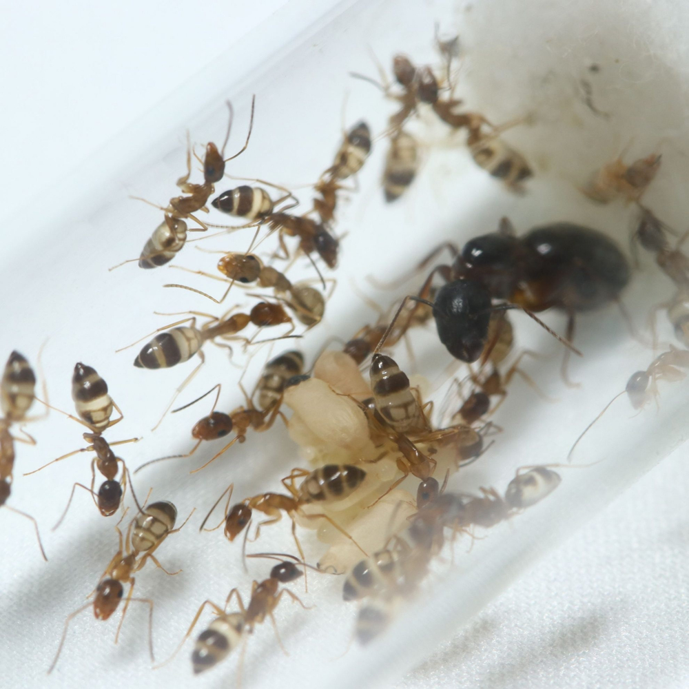 Муравьи Camponotus albosparsus