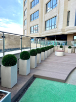 Туя шар, диаметр 40 см