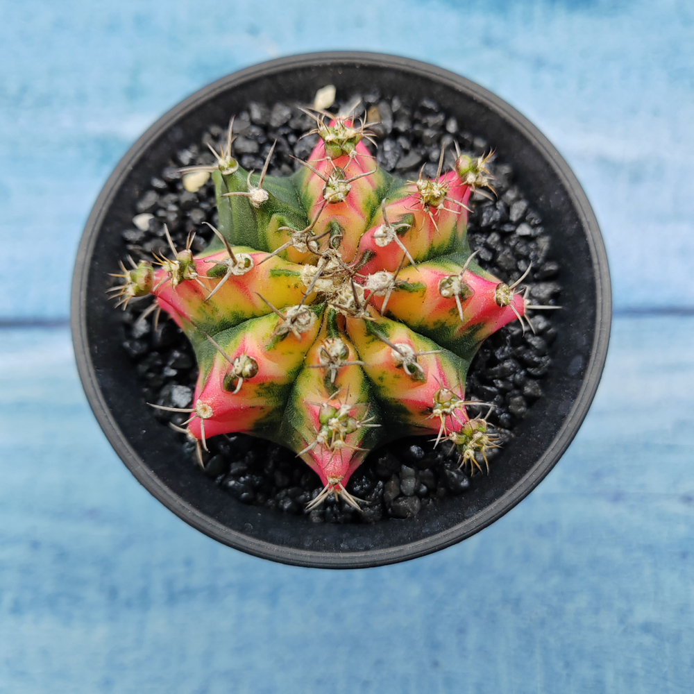 Gymnocalycium Variegata (Гимнокалициум Вариегатный)