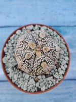 Astrophytum Asterias "Super Kabuto" (Астрофитум)