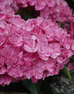 (05) Пинки Биндер Роуз (Pinky Binder Rose)