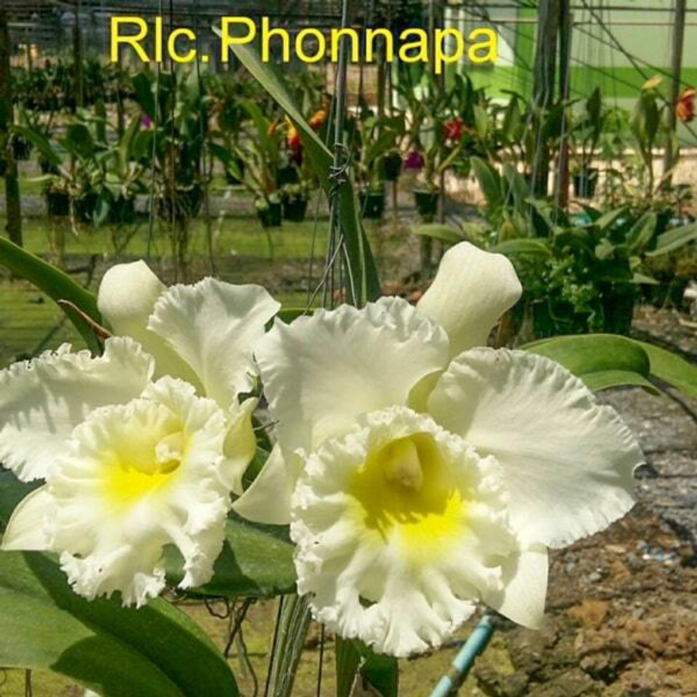 Орхидея ринхолелиокаттлея RLC. PHONNAPA