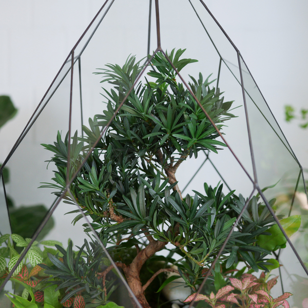 Флорариум бонсай Подокарпус Фаберже