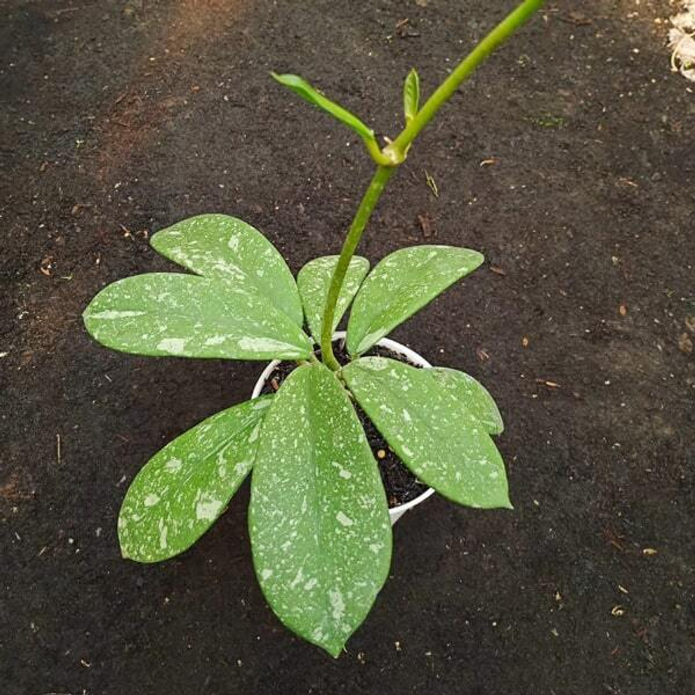 Хойя DIVERSIFOLIA SPLASH