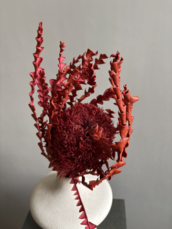 Банксия Специоза