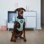 Шлейка Premium Dog Harness v2.0 TWEED BullyBillows