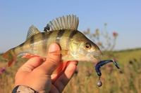 Микроджиг для начинающих – как собрать первый комплект и как ловить.