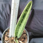 Сансевиерия R1734 VAR