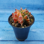 Gymnocalycium Variegata (Гимнокалициум Вариегатный)