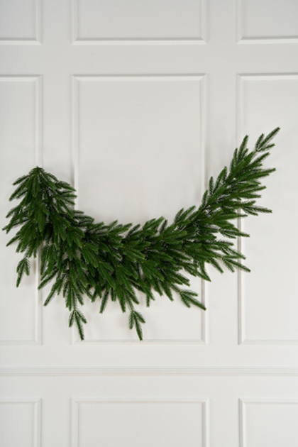 Ветка хвои Кассиопея