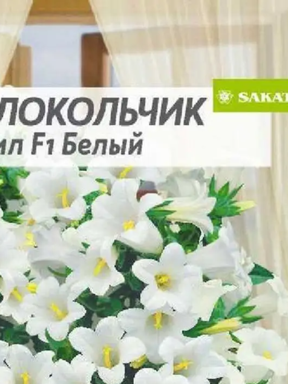 Колокольчик Эппил  комнатные растения
