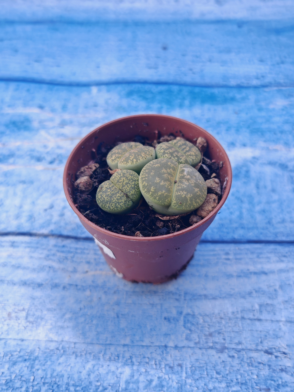 Lithops sp. (Литопсы)