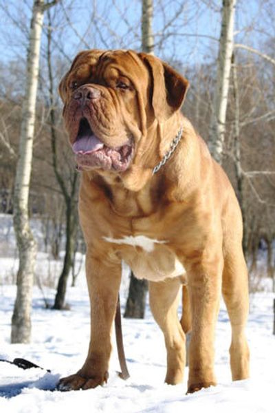 Бордоский дог (французский мастиф) Бордоский дог (французский мастиф)