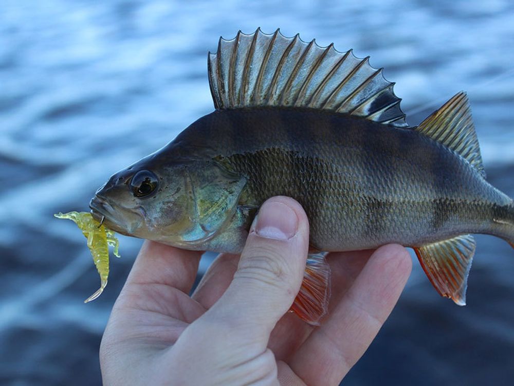 Мягкая приманка Lucky John NAYADA 2.0in (51 мм), цвет S13, 9 шт/уп