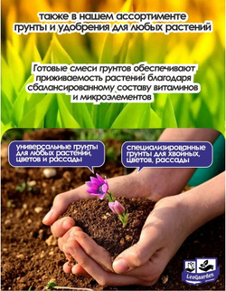 Тюльпан Луковица, Вайт Флаг, 8+ шт