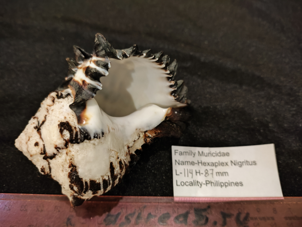 Мурекс Нигритус "110-155мм"