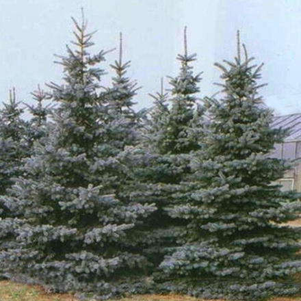 Ель колючая Глаука Мисти Блю (ком) 200-250