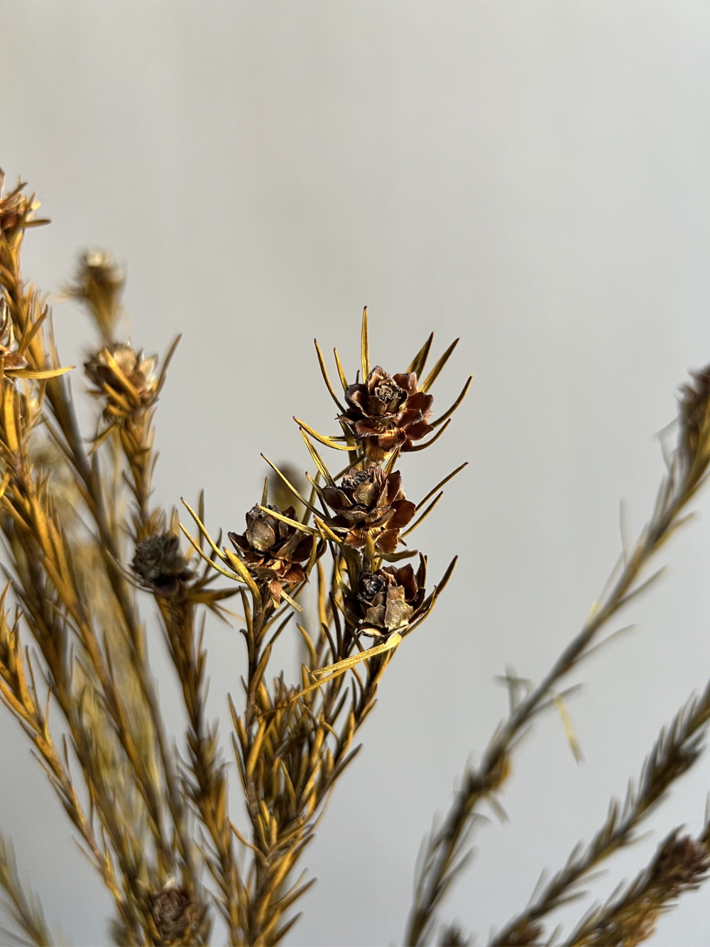 Леукадендрон хаки