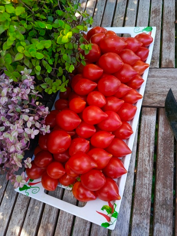 Вишня Ферранезе (Ciliegia Ferranese) сорт томата