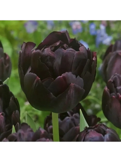 Тюльпаны Black Hero 4 шт, набор луковиц