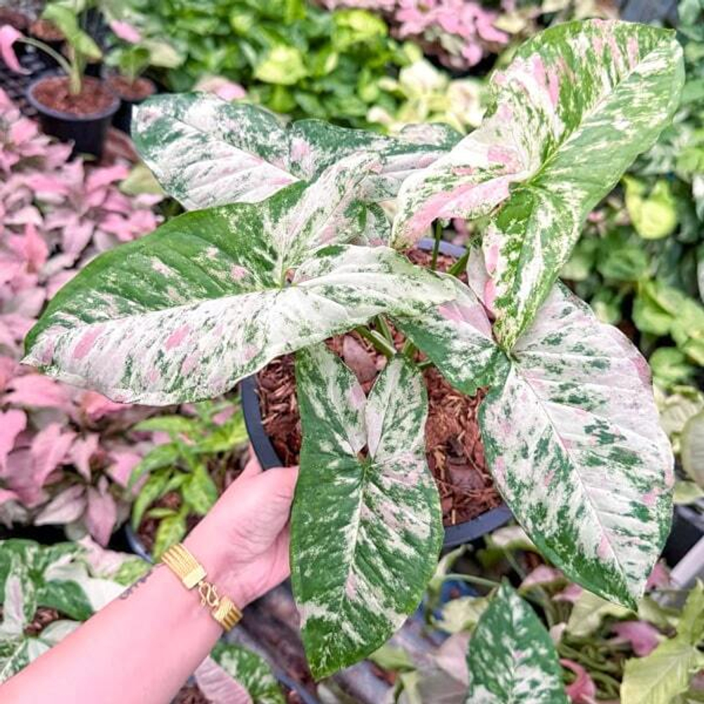 Сингониум YOK SIAM