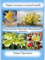 Подснежник Прострел Желтеющий первоцвет