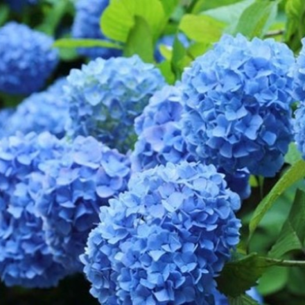 «Нико Блю» («Nikko Blue») крупнолистная гортензия