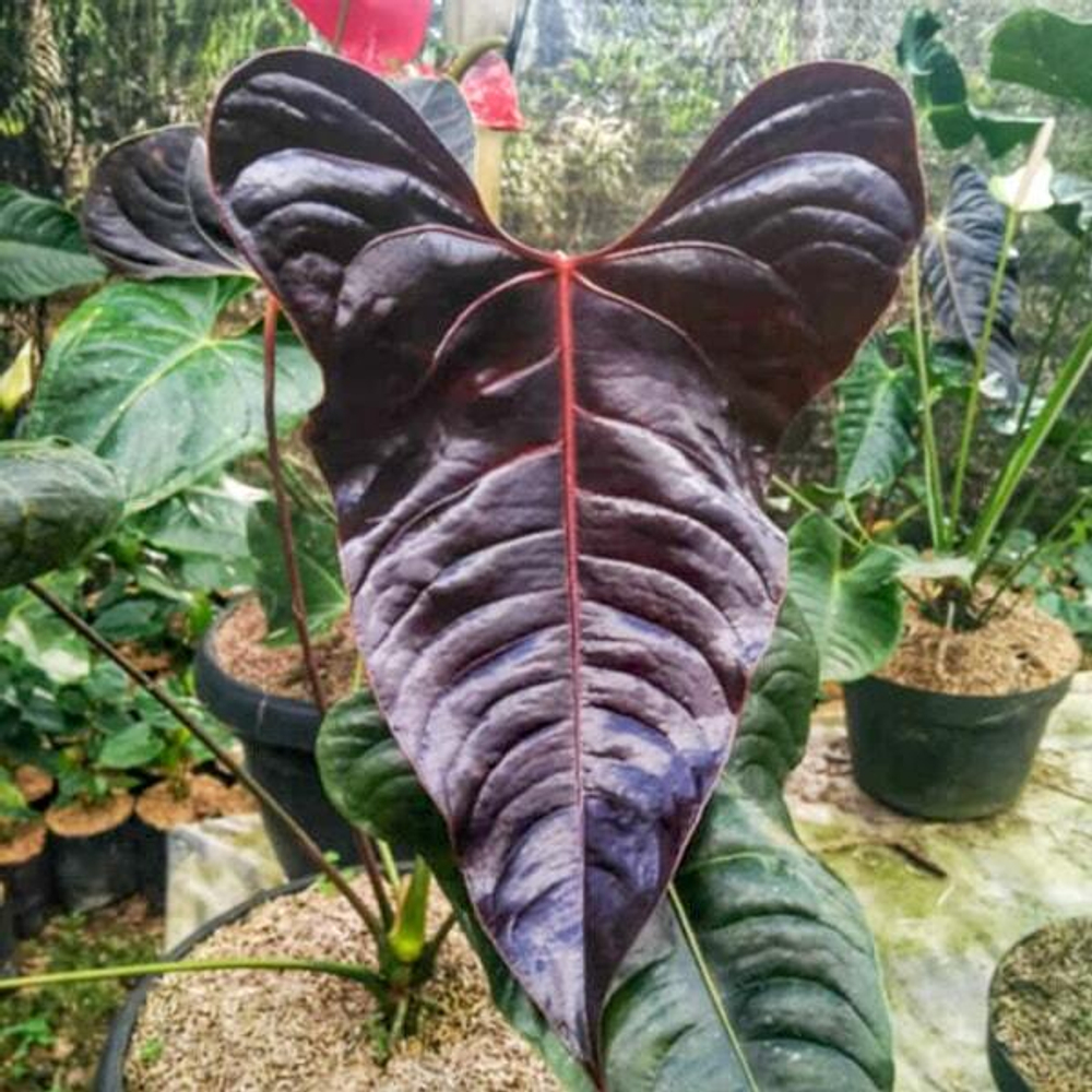 Антуриум BLACK VEITCHII s.L