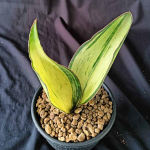 Сансевиерия LOMA VAR