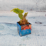 Schlumbergera Rosa Brazil (Декабрист)
