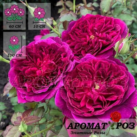 Манстед Вуд (Munstead Wood)