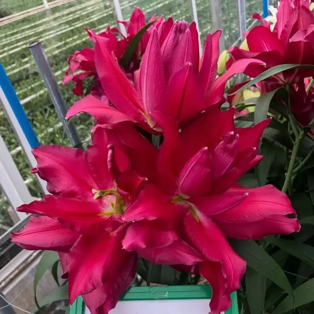 Лилия "Roselily Rihanna"