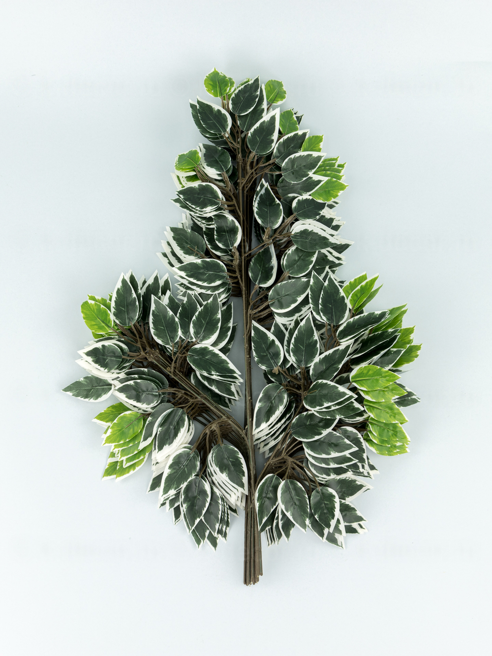 Ветка дерева Фикус бело-зеленая (связка 12 веток)