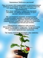 Смородина Пигмей черная очень сладкая