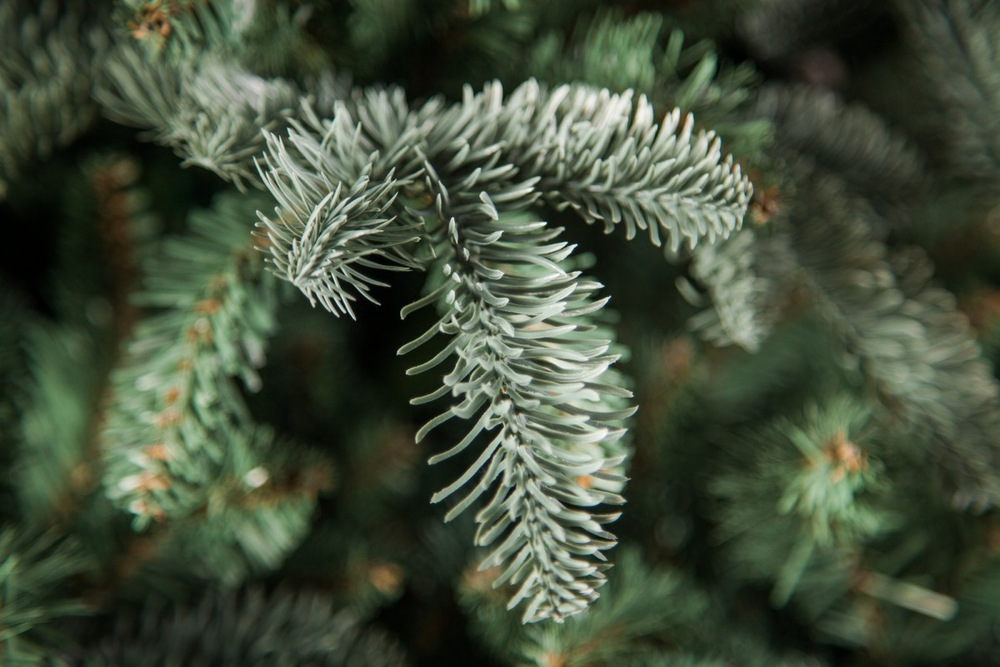 Ель Нормандия Пушистая 155см голубая Triumph Tree