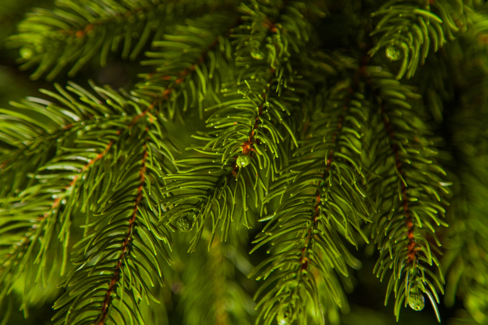 Ель TreeDeLuxe Коттеджная 260см зеленая